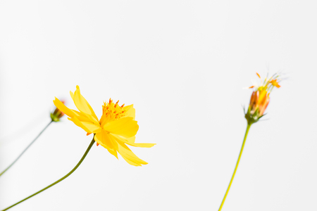 Spring flowers on nature backgroundの写真素材