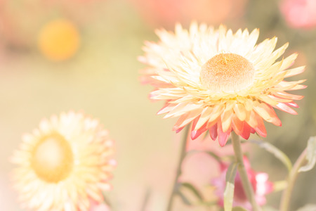 Beautiful flower Strawflower ( Everlasting ) with soft  filterの写真素材