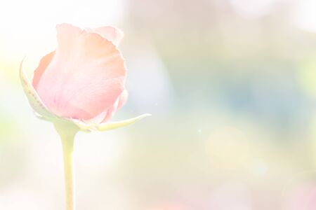Beautiful red rose with pastel filterの写真素材