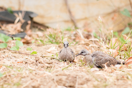Baby spotted doves on the groundの写真素材