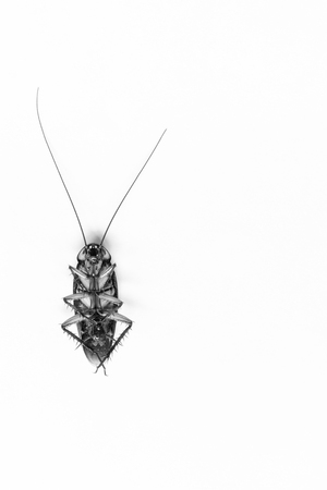 Cockroach on white paper backgroundの写真素材