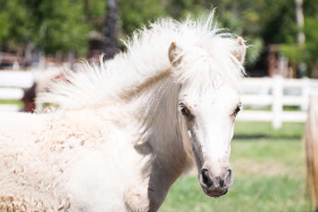 Portrait White   Horse in the meadowの写真素材