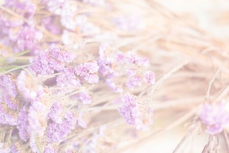 Colorful Flower background , Out of focusの写真素材