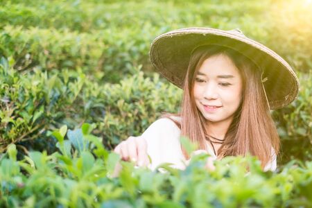 Asian women Works In Green Tea Plantation , Mea hong son , Thailandの写真素材