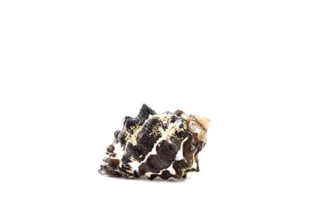 Sea shell isolate on white backgroundの写真素材