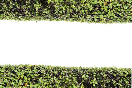 Green plant wall isolate on white background with clipping pathの写真素材
