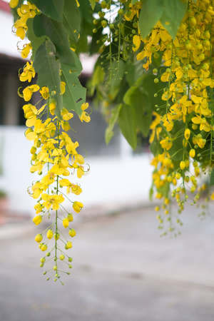 Beautiful flowers Golden shower , Cassia fistula flowersの写真素材