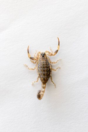 Close Up Brown Scorpion on white background.の写真素材
