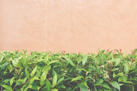 Green plant growing up on orange concrete wallの写真素材