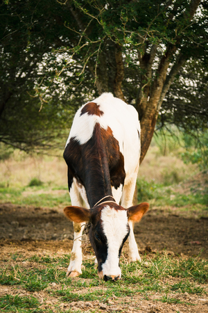 Black and white  cows in a grassy field on a bright and sunny dayの写真素材