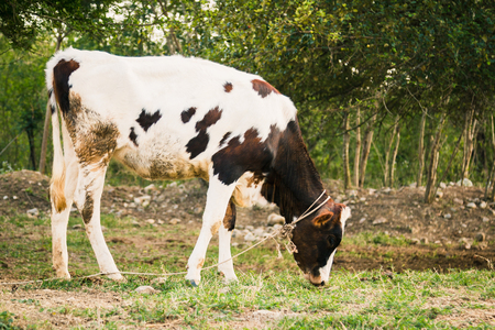 Black and white  cows in a grassy field on a bright and sunny dayの写真素材