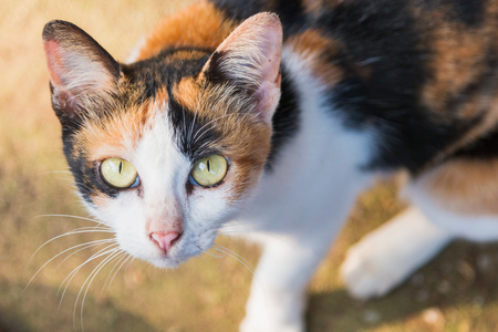 Close up Yellow Cats eyes , A bird's eye viewの写真素材