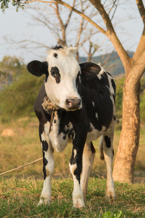 Black and white  cows in a grassy field on a bright and sunny dayの写真素材