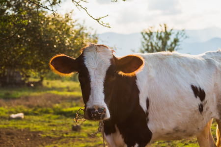 Black and white  cows in a grassy field on a bright and sunny dayの写真素材