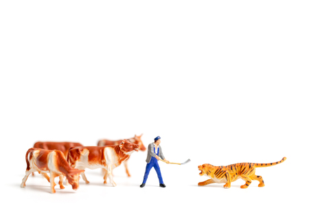 Miniature people farmer protecting cow when the tiger attacked on white backgroundの写真素材