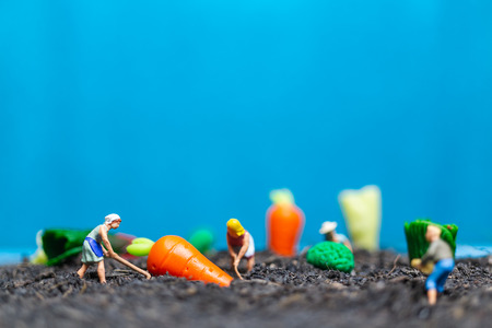 Miniature people , Gardeners Harvesting a vegetables , Agricultural conceptの写真素材