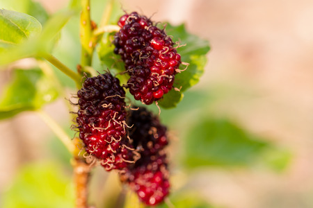Fresh mulberry, black ripe and red unripe mulberries hanging on branchの写真素材