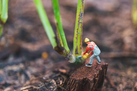 Miniature people : worker team working with tree , protect nature conceptの写真素材