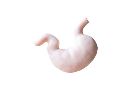 Human Stomach Anatomical Model isolated on white background