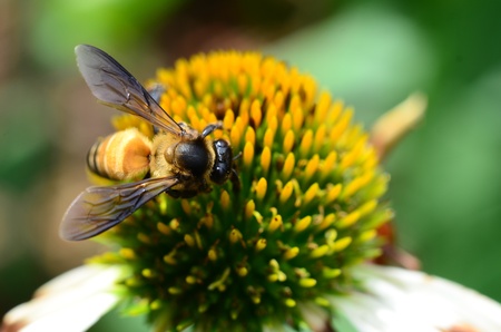 Bee sucking nectar of flowers in the garden  
