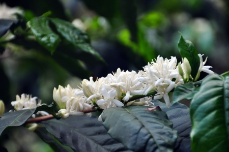 Coffee flowers の写真素材