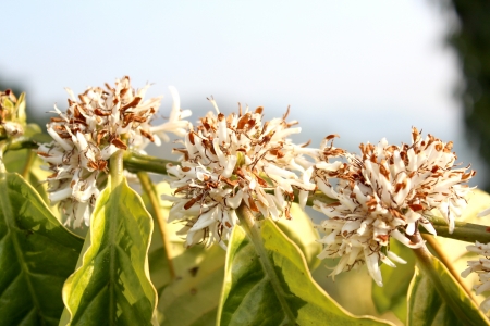 Coffee flowers  の写真素材