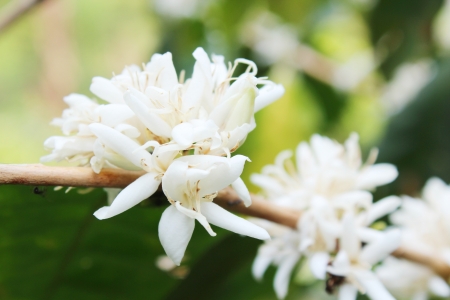 Coffee flowers  の写真素材