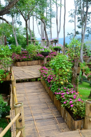 Flower garden in Chiangrai of Thailand の写真素材