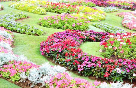 Flower garden in Chiangrai of Thailand の写真素材