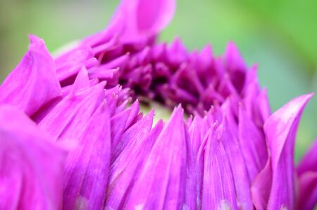 Pollen  dahlia  の写真素材