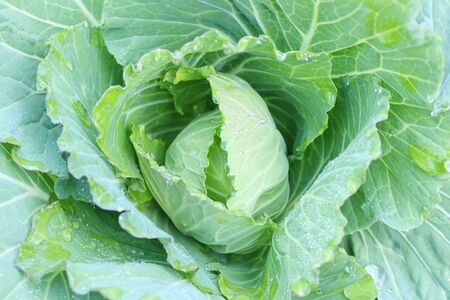 Cauliflower 
