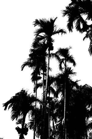 Palm tree  Blackの写真素材
