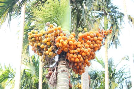 Palm tree 