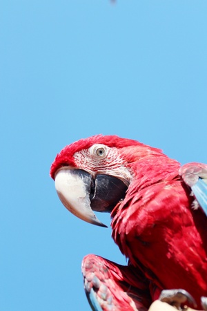 Parrot の写真素材