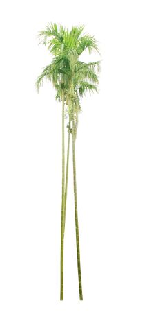 Coconut palm tree isolated on white backgroundの写真素材