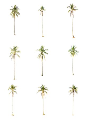 Coconut palm tree isolated on white backgroundの写真素材