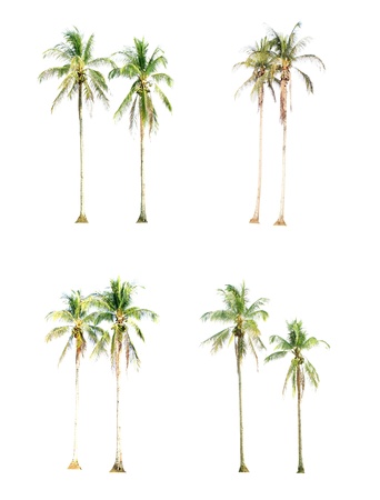 Coconut palm tree isolated on white backgroundの写真素材