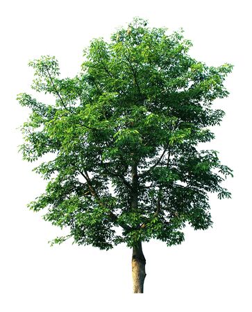 Trees isolated の写真素材