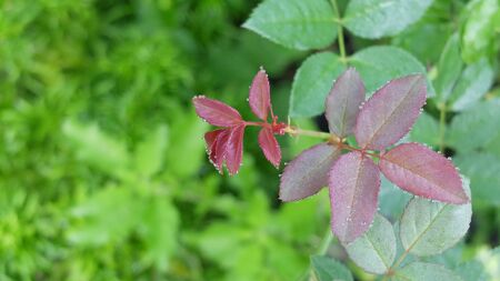 Water Drop on Leaves, Plant on Grassy Natural, Empty Space.の写真素材