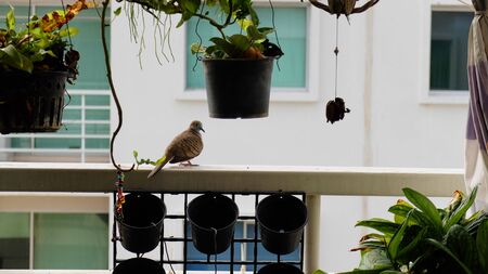 Front View on Balcony Window With Bird, Empty Space.