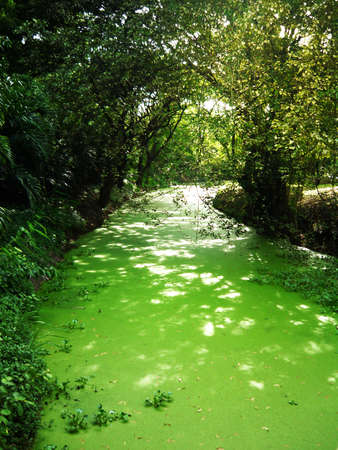 Green Landscape With Lake in Nature, Green Natural Concept, Front View, Natural Background, Empty Space For Text.の写真素材