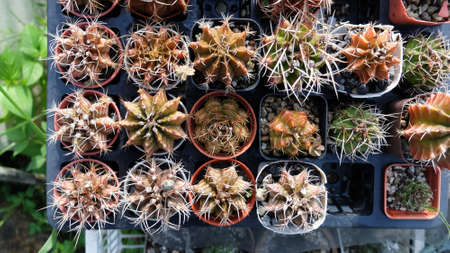 Closeup Cactus Plant, Growing Cactus, Plant in Nature, Top View.