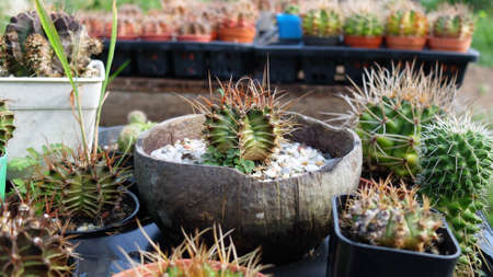 Closeup Cactus Plant, Growing Cactus, Plant in Natureの写真素材