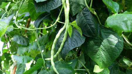 Long Beans Plant Growing, Green Long Beans in Farm, Long Beans, Fresh Organic Plant Growing,