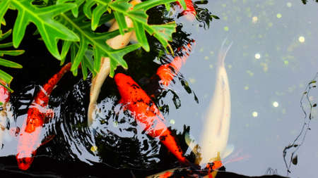 Koi Carp Fish in Pond, Koi Fish Feeding With Pond, Top View Plant With Fish Feeding in Water,Garden Nature, Empty Space For Textの写真素材