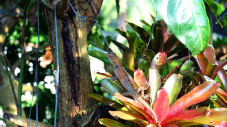 Chameleon With Plant in Garden, Asia Species of Chameleon in Gardenの写真素材