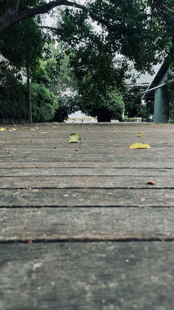 Leaves Falling on Ground, Plant on Ground...