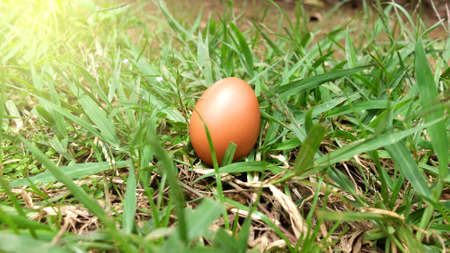 Egg in Wicker Basket, Basket Egg, Empty Space, Close up...