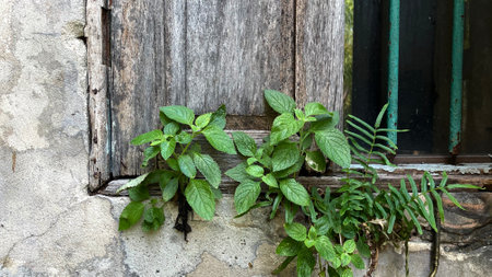 Planting in front of the old wooden window, stock photoの写真素材
