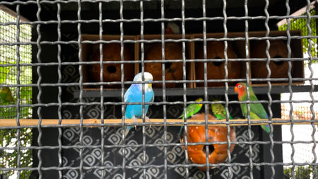 Parrots in a cage in a zoo in Bangkok, Thailand.の写真素材